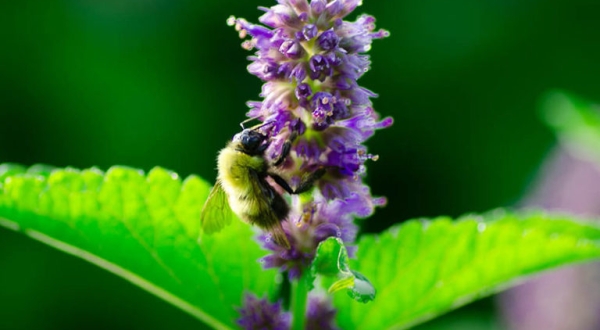 Tante Agastache